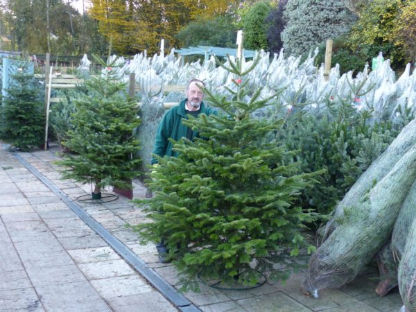 Christmas tree in garden deals