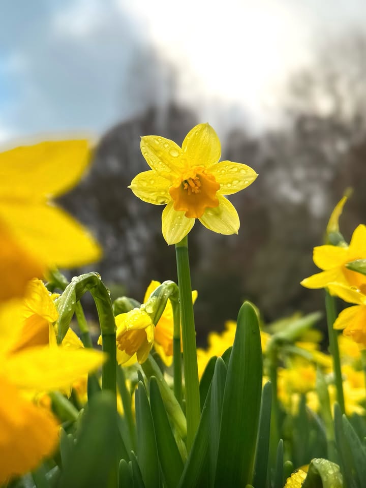 Prior Park Garden and Pet Centre, Farm Shop & Terrace Café