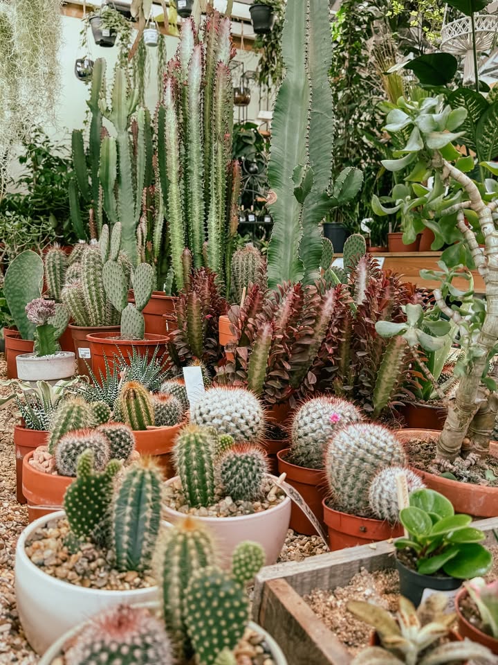 Prior Park Garden and Pet Centre, Farm Shop & Terrace Café