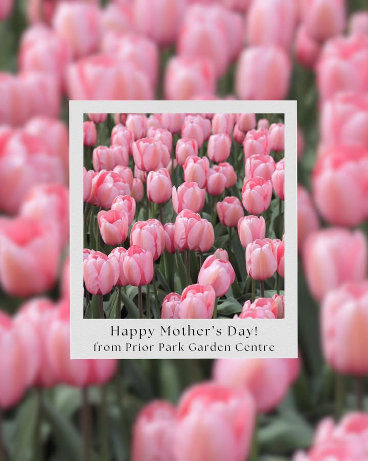 Prior Park Garden and Pet Centre, Farm Shop & Terrace Café